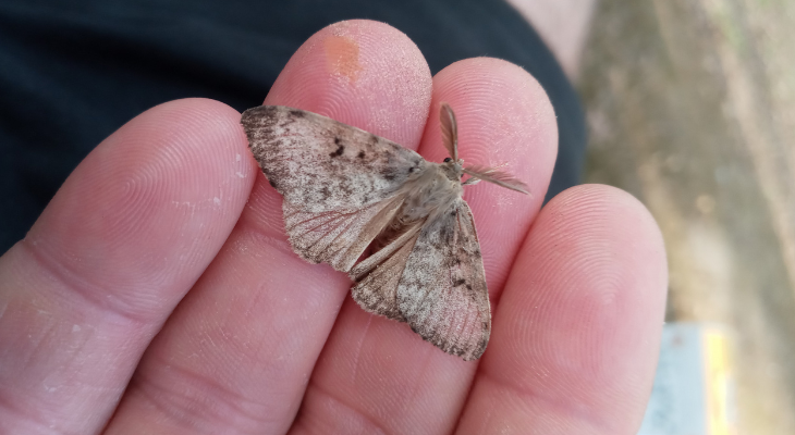 Gypsy moths shop